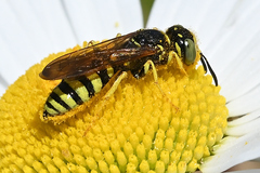 Philanthus crabroniformis