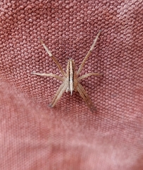 Neoctenus