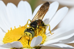 Philanthus crabroniformis