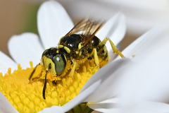 Philanthus crabroniformis