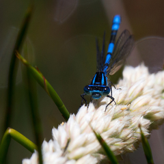 Austrocoenagrion lyelli