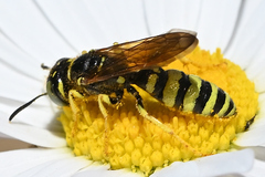 Philanthus crabroniformis