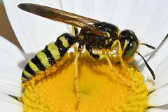Philanthus crabroniformis