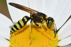 Philanthus crabroniformis