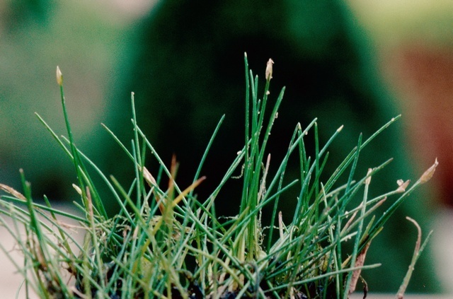 Dwarf Rushes Dwarf Spikerush (MatBio: GRASSES, SEDGES & RUSHES - Matanzas ...