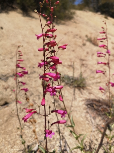 Penstemon × parishii, photograph 4