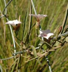 Convolvulus bonariensis