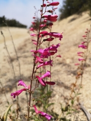 Penstemon × parishii