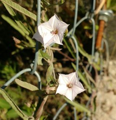 Convolvulus bonariensis