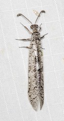 Protoplectron venustum