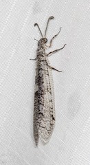 Protoplectron venustum