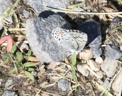 Euphilotes ancilla