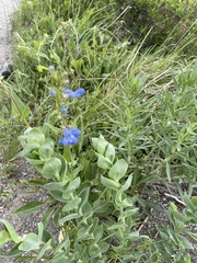 Penstemon cyananthus