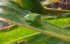 Chinavia marginata