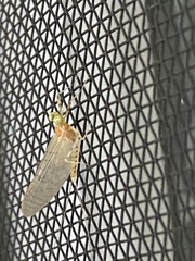 Stenacron interpunctatum interpunctatum