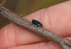 Chrysobothris lucana