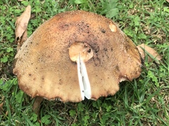 Amanita brunneolocularis