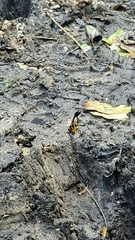 Sceliphron fistularium