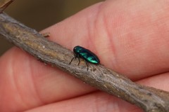 Chrysobothris lucana