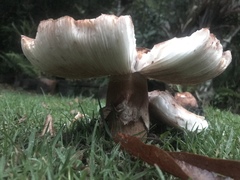 Amanita brunneolocularis