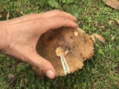 Amanita brunneolocularis