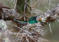 Colibri coruscans