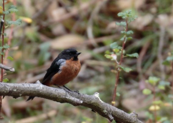 Black-throated Flowerpiercer (Diglossa brunneiventris)