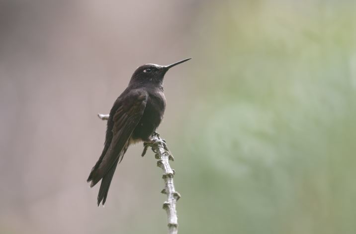 Black Metaltail illustration