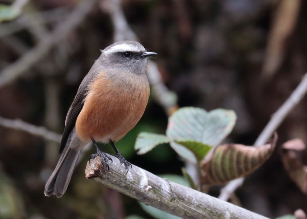 d'Orbigny's Chat-Tyrant photo