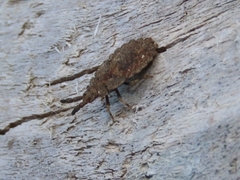 Aradus robustus