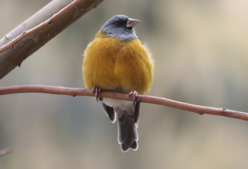 Peruvian Sierra Finch illustration