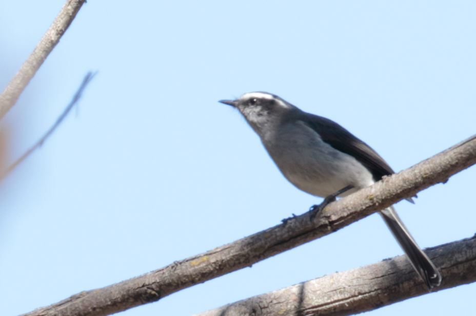 White-browed Chat-Tyrant illustration