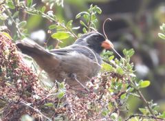 Saltator aurantiirostris