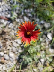 Gaillardia amblyodon