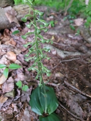 Platanthera orbiculata