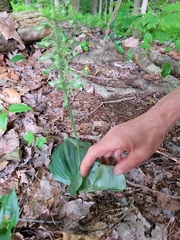 Platanthera orbiculata