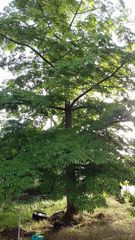 Ceiba pentandra