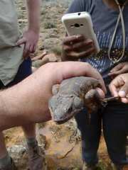 Pseudocordylus microlepidotus