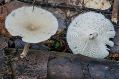 Lentinus longiporus