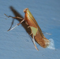 Caloptilia packardella