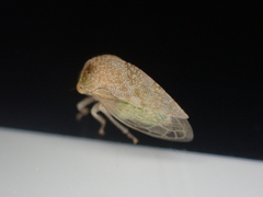 Cyrtolobus maculifrontis