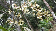 Epidendrum stamfordianum