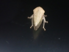 Cyrtolobus maculifrontis