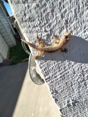 Hemidactylus frenatus