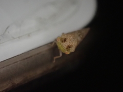 Cyrtolobus maculifrontis