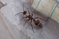 Typhoctes peculiaris