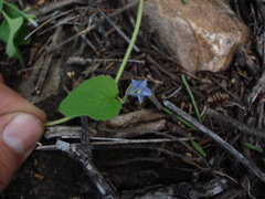 Jacquemontia evolvuloides