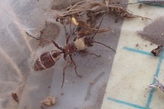 Typhoctes peculiaris