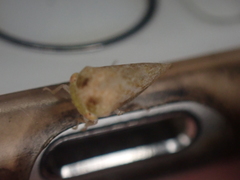 Cyrtolobus maculifrontis