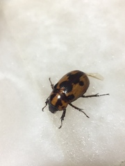 Cyclocephala deceptor